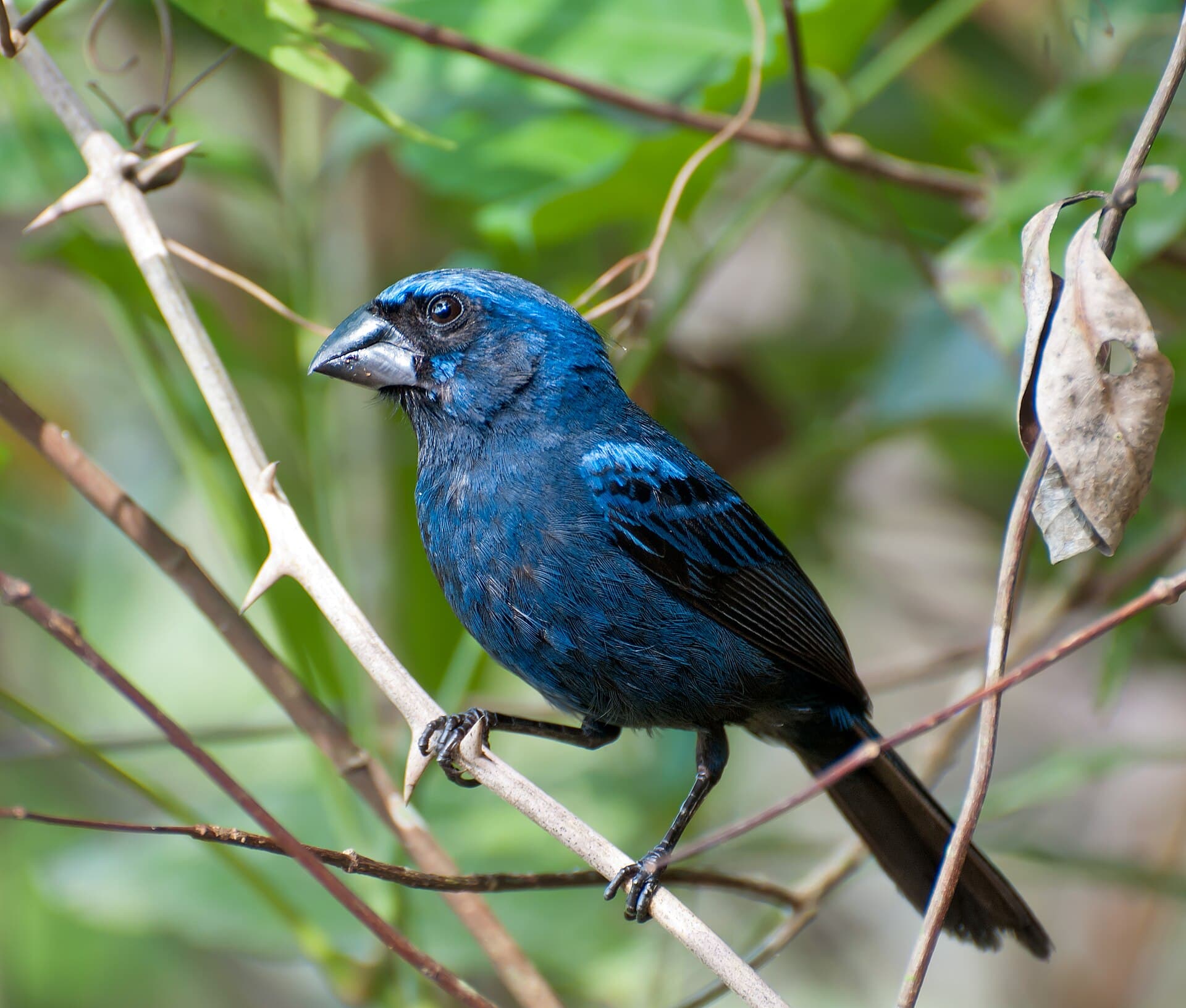 Azulão (Cyanoloxia brissonii)