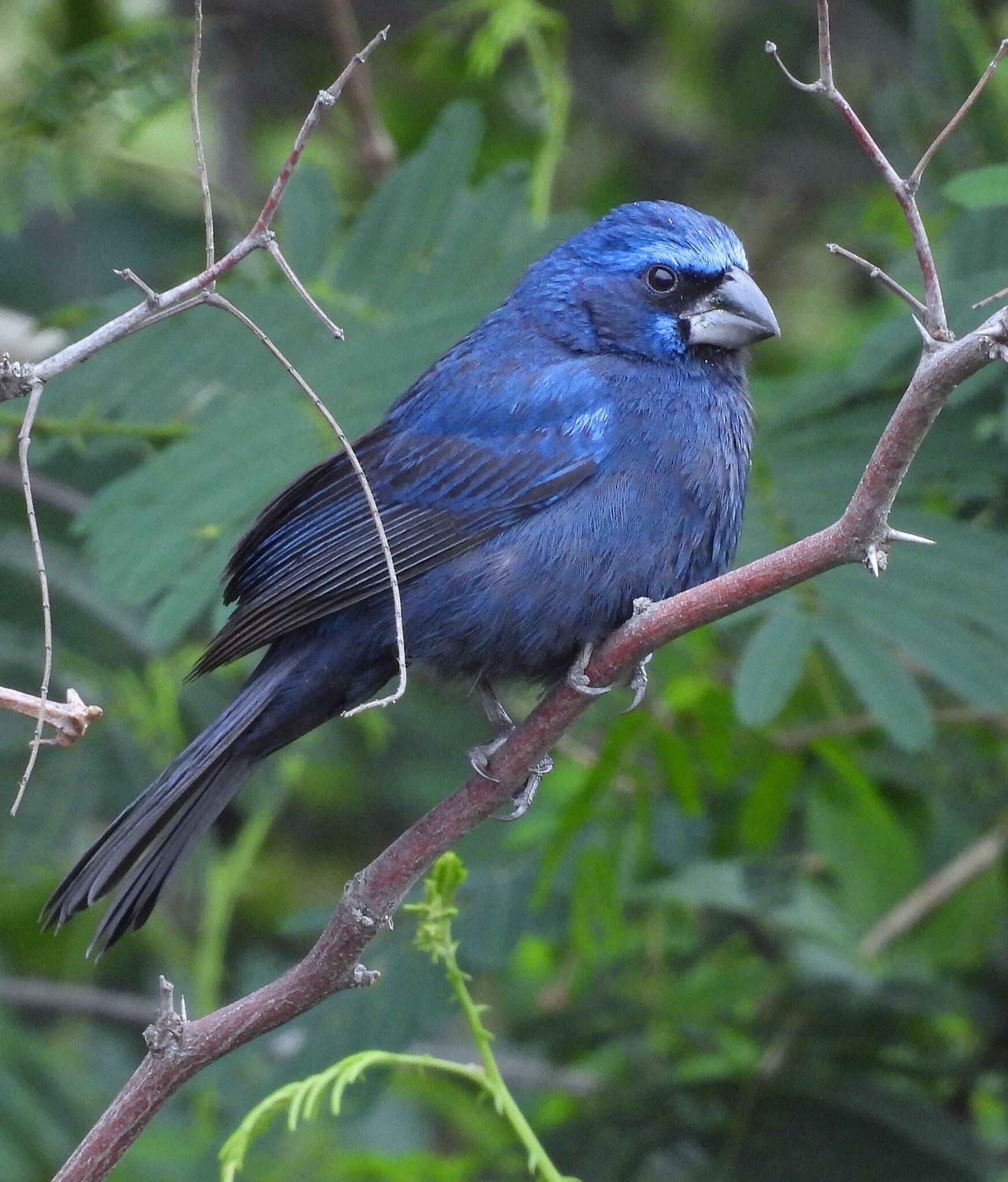 Azulão (Cyanoloxia brissonii) — foto 2