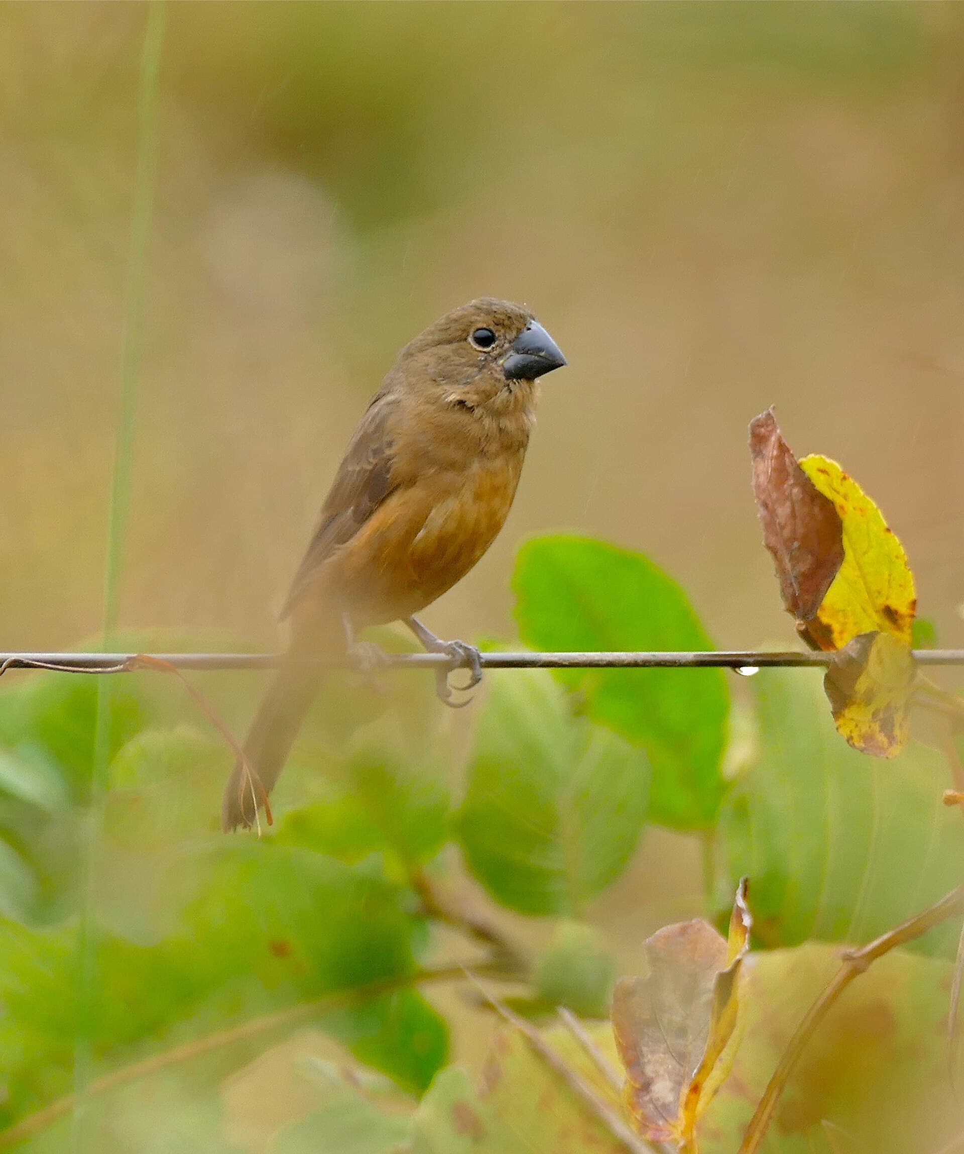 Azulão (Cyanoloxia brissonii) — foto 3