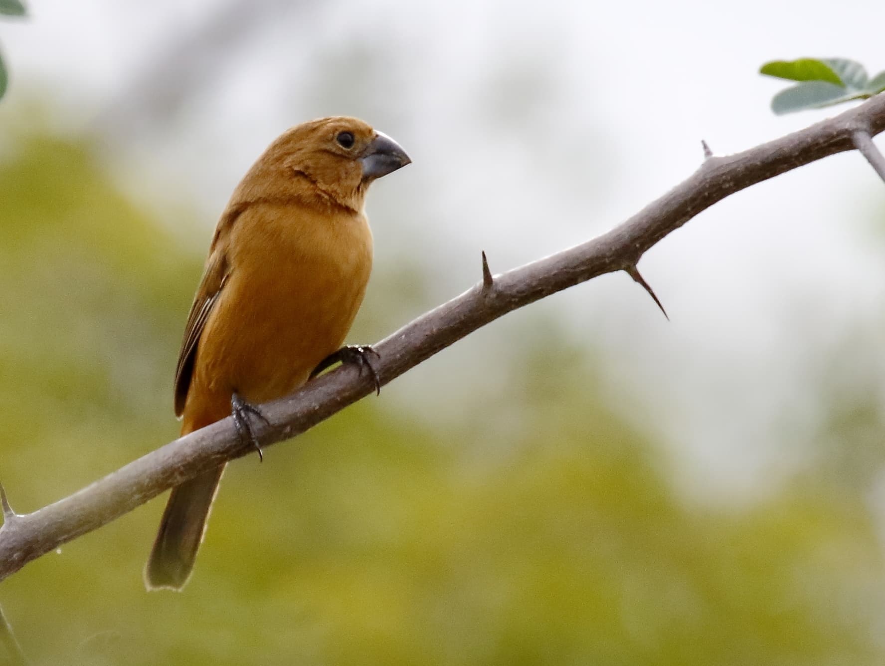 Azulão (Cyanoloxia brissonii) — foto 4