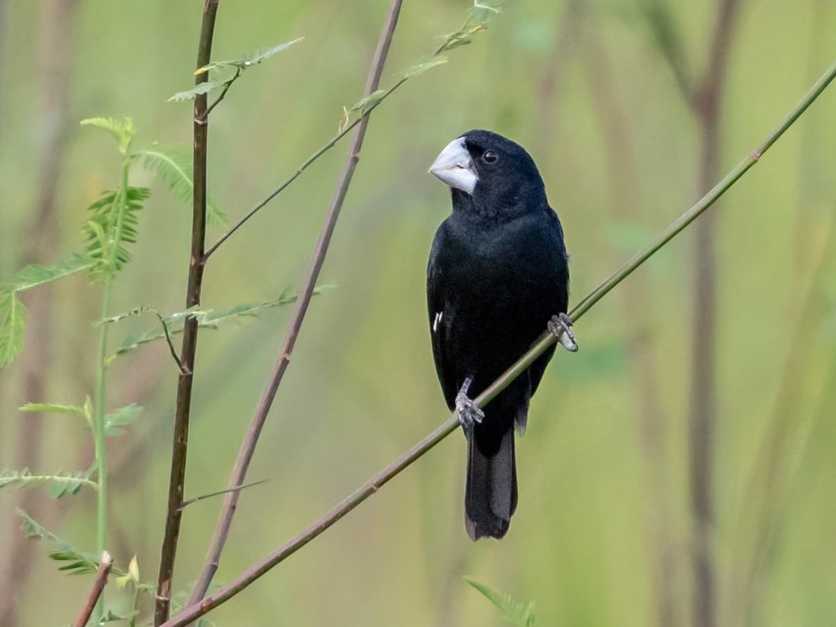 Bicudo (Sporophila maximiliani)