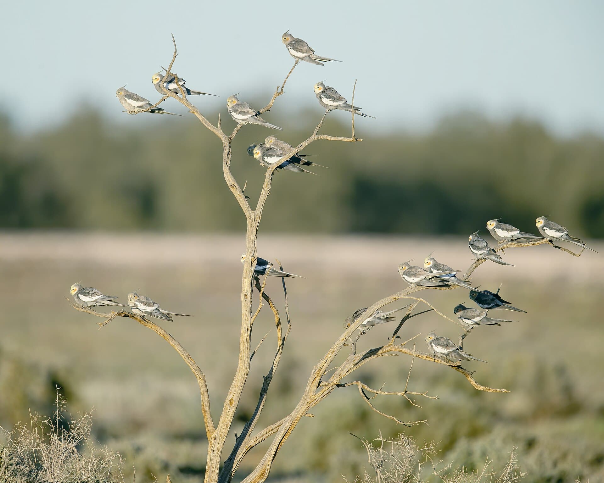 Calopsita (Nymphicus hollandicus) — foto 2
