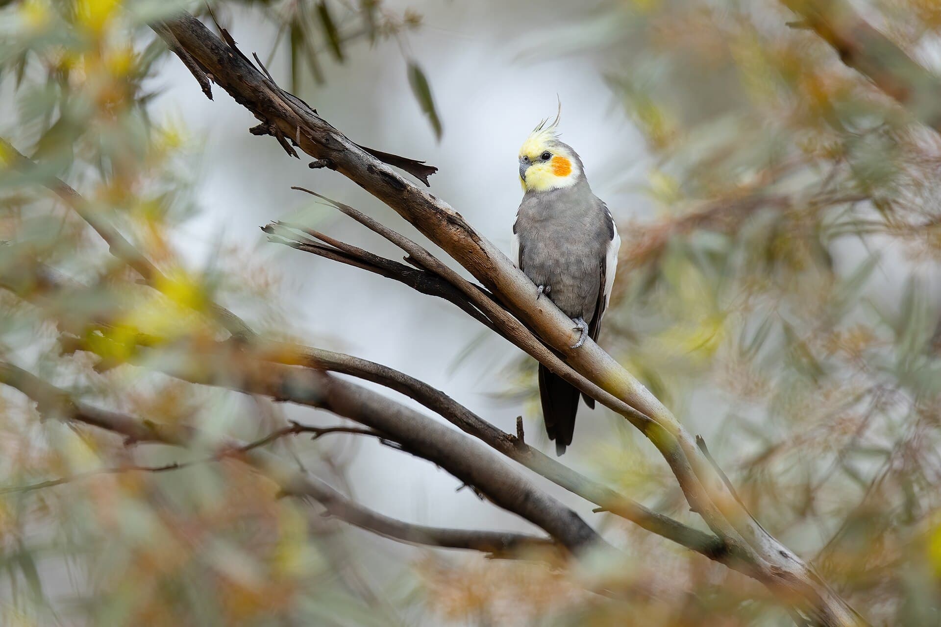 Calopsita (Nymphicus hollandicus)