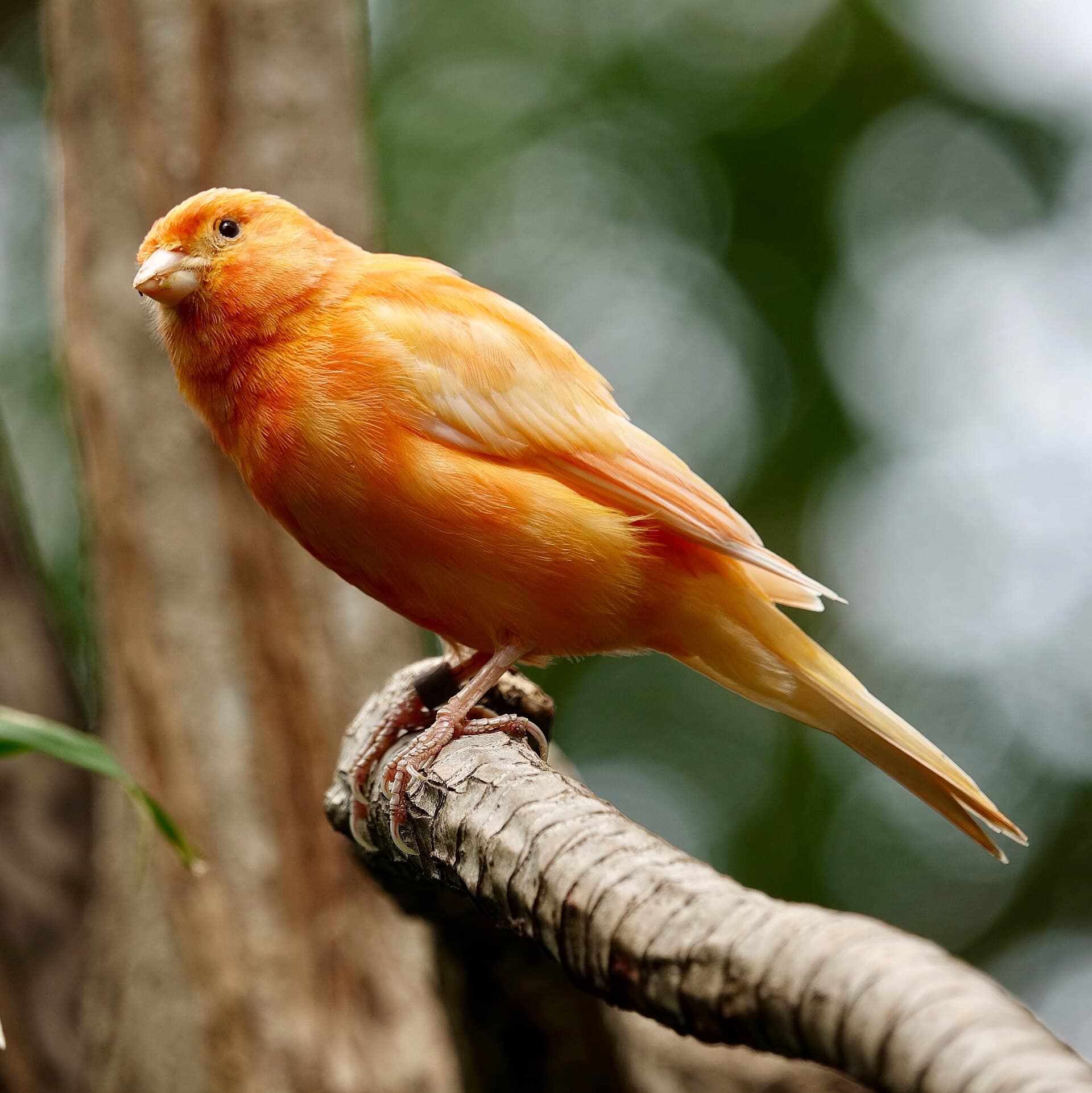 Canário-belga (Serinus canaria domestica)
