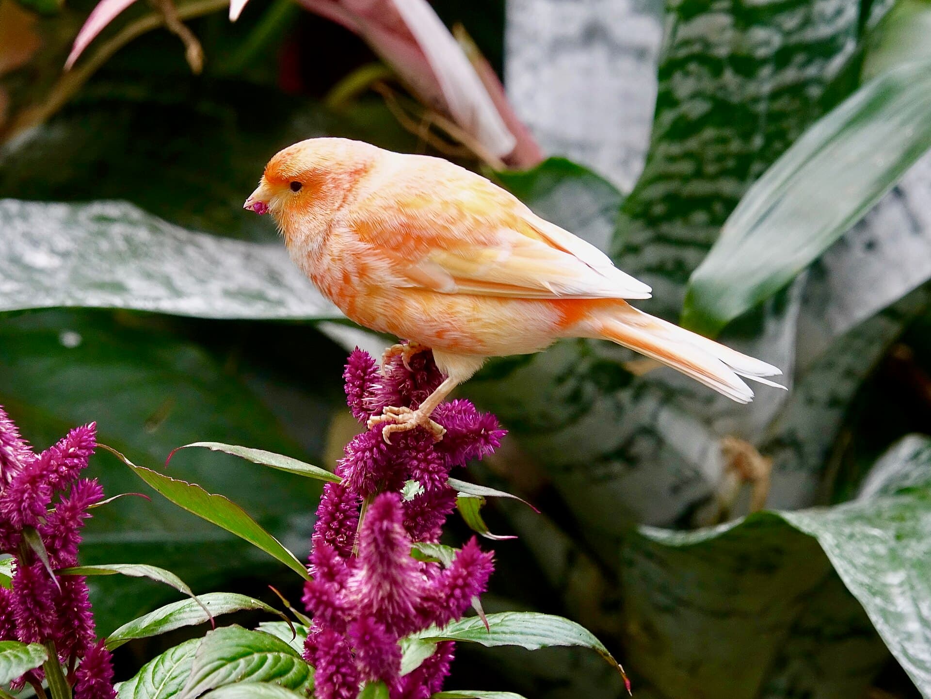 Canário-belga (Serinus canaria domestica) — foto 2