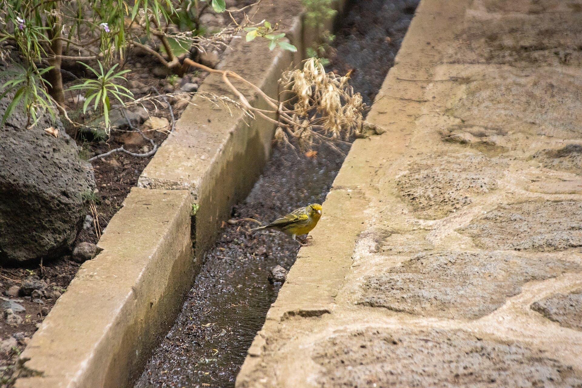 Canário-belga (Serinus canaria domestica) — foto 3
