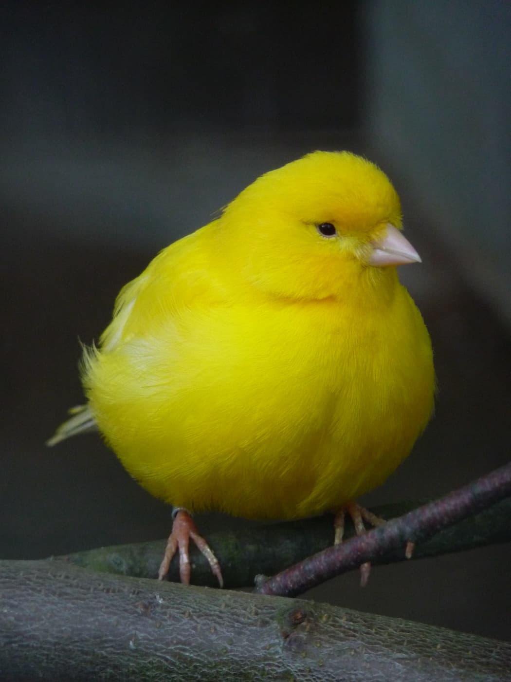Canário-belga (Serinus canaria domestica) amarelo, pousado num galho