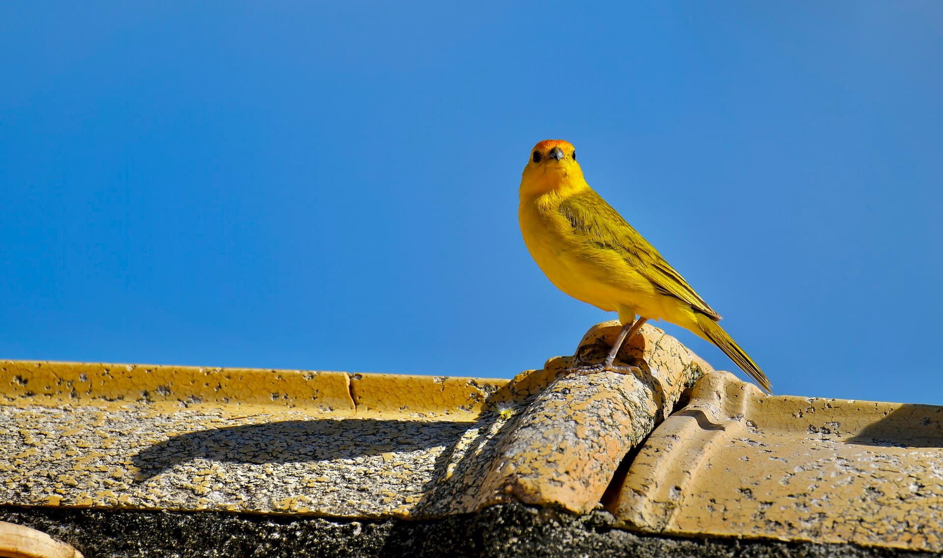Canário-da-terra (Sicalis flaveola)