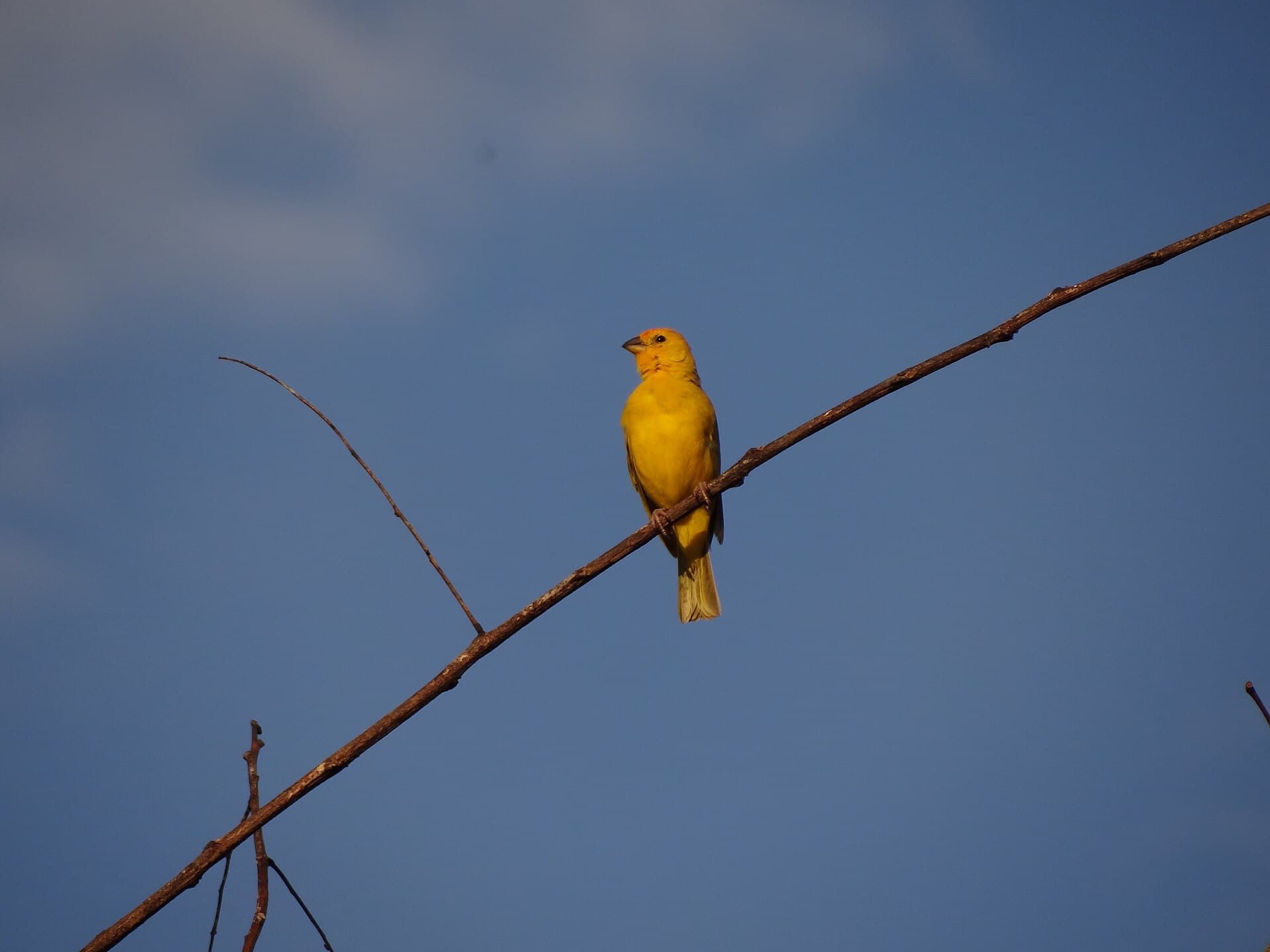 Canário-da-terra (Sicalis flaveola) — foto 3