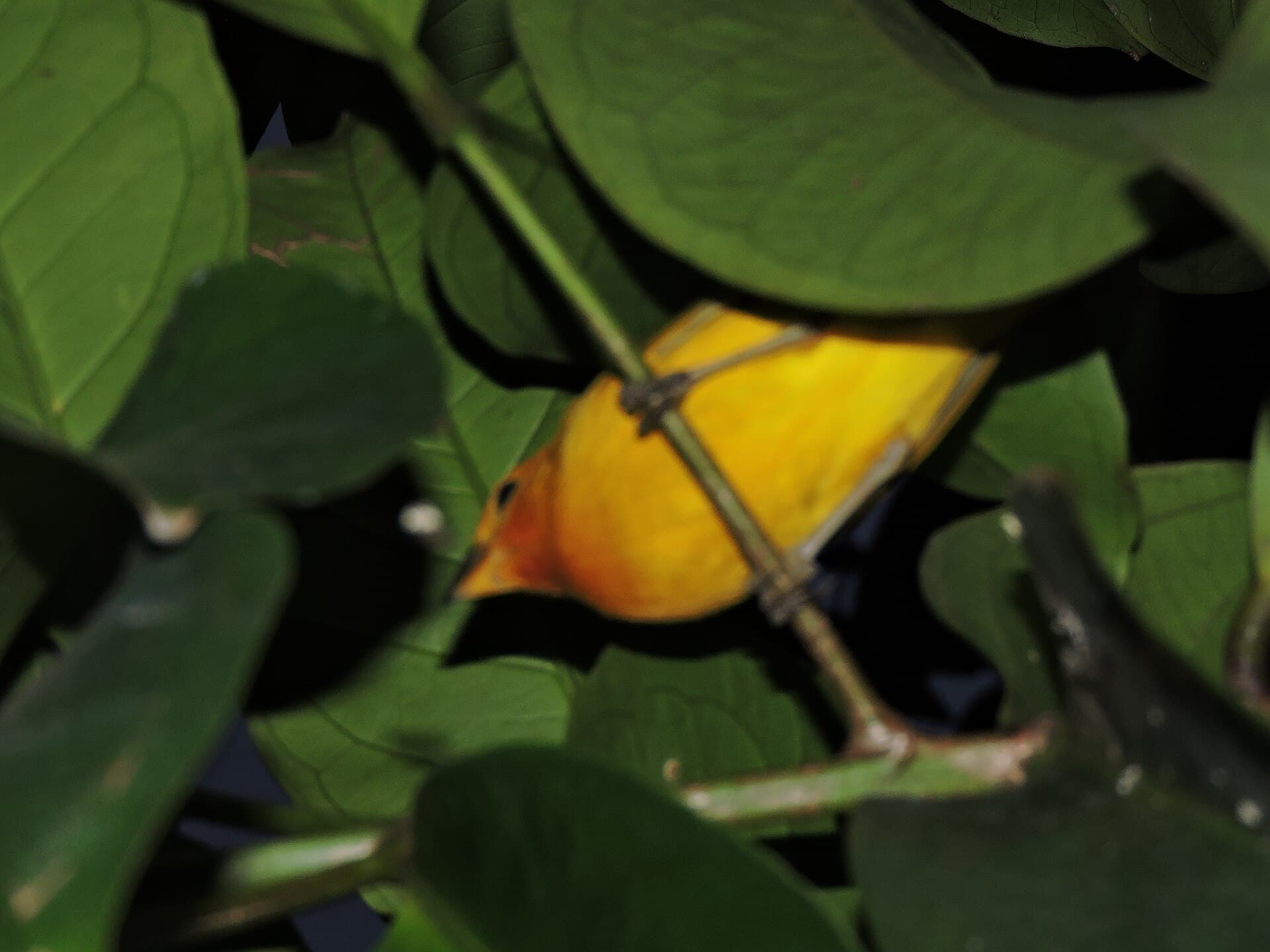 Canário-da-terra (Sicalis flaveola) — foto 4