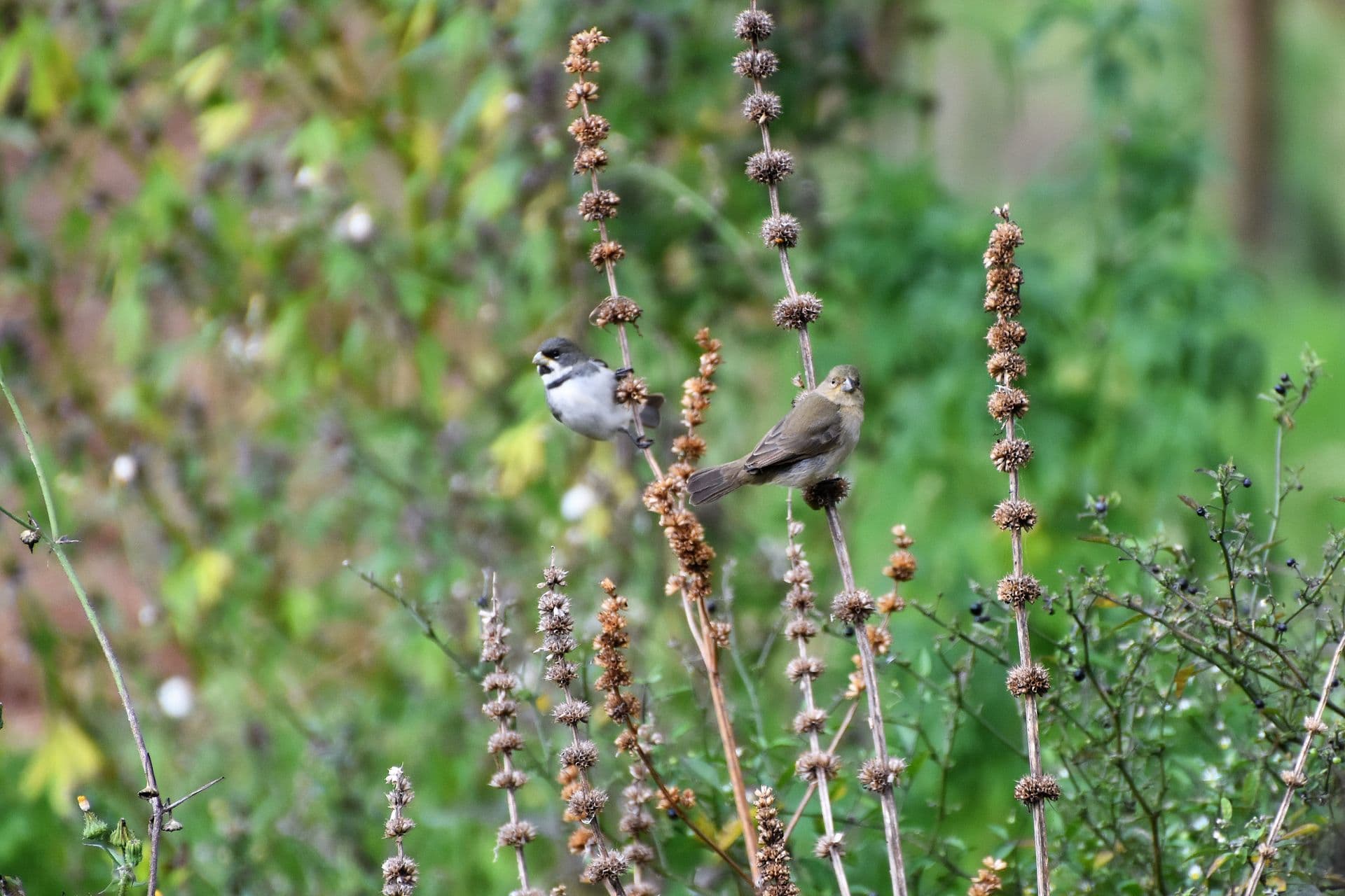 Coleiro (Sporophila caerulescens)