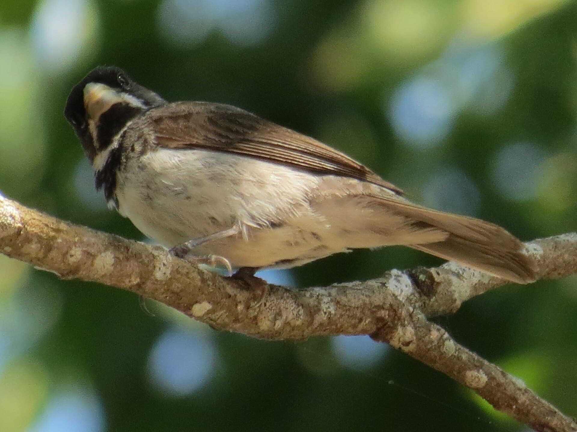 Coleiro (Sporophila caerulescens) — foto 2
