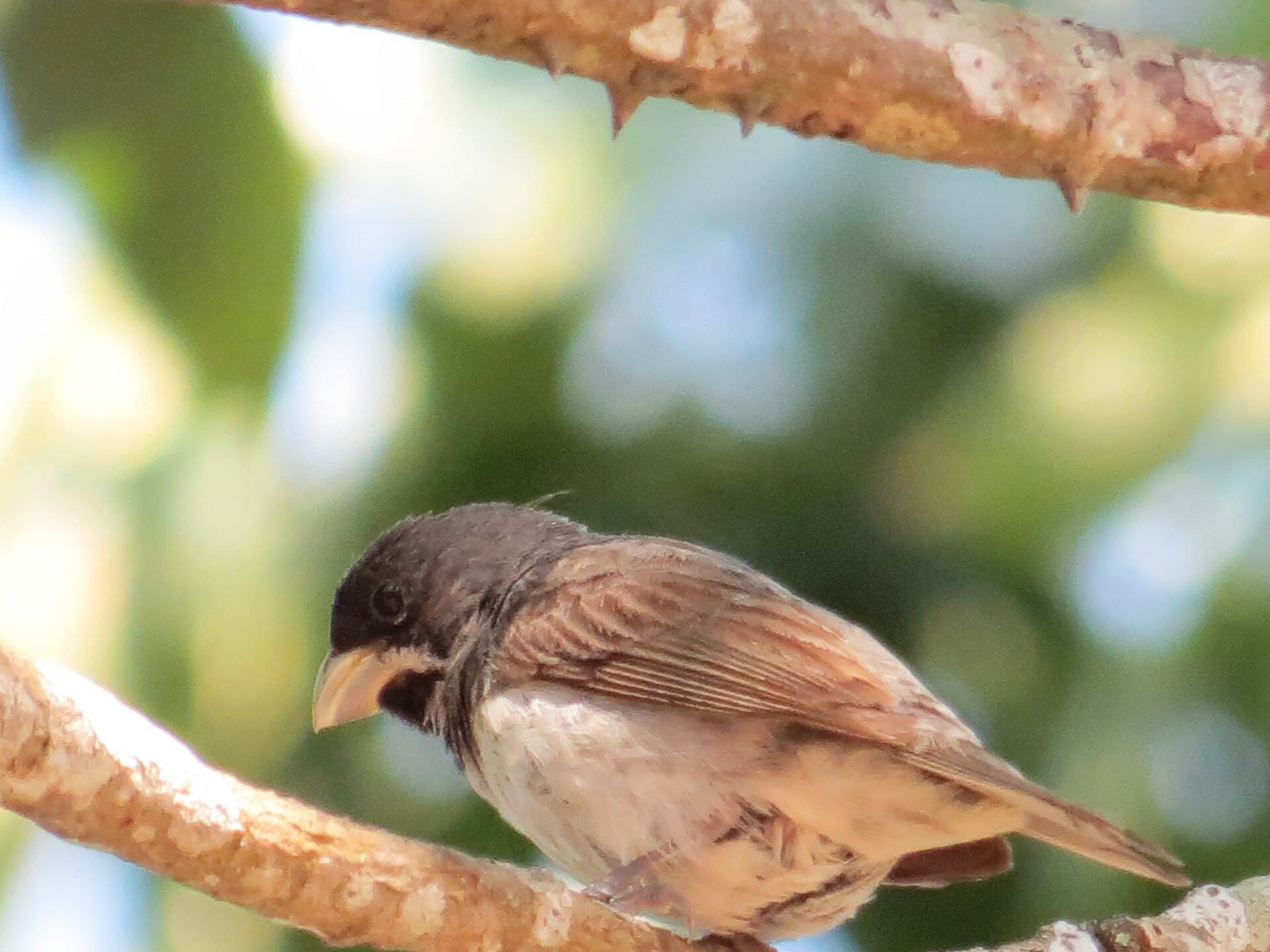 Coleiro (Sporophila caerulescens) — foto 3