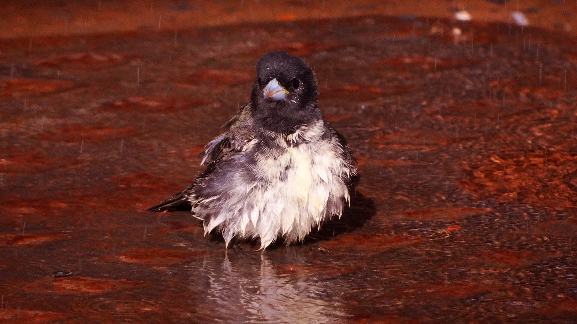 Coleiro (Sporophila caerulescens) — foto 4