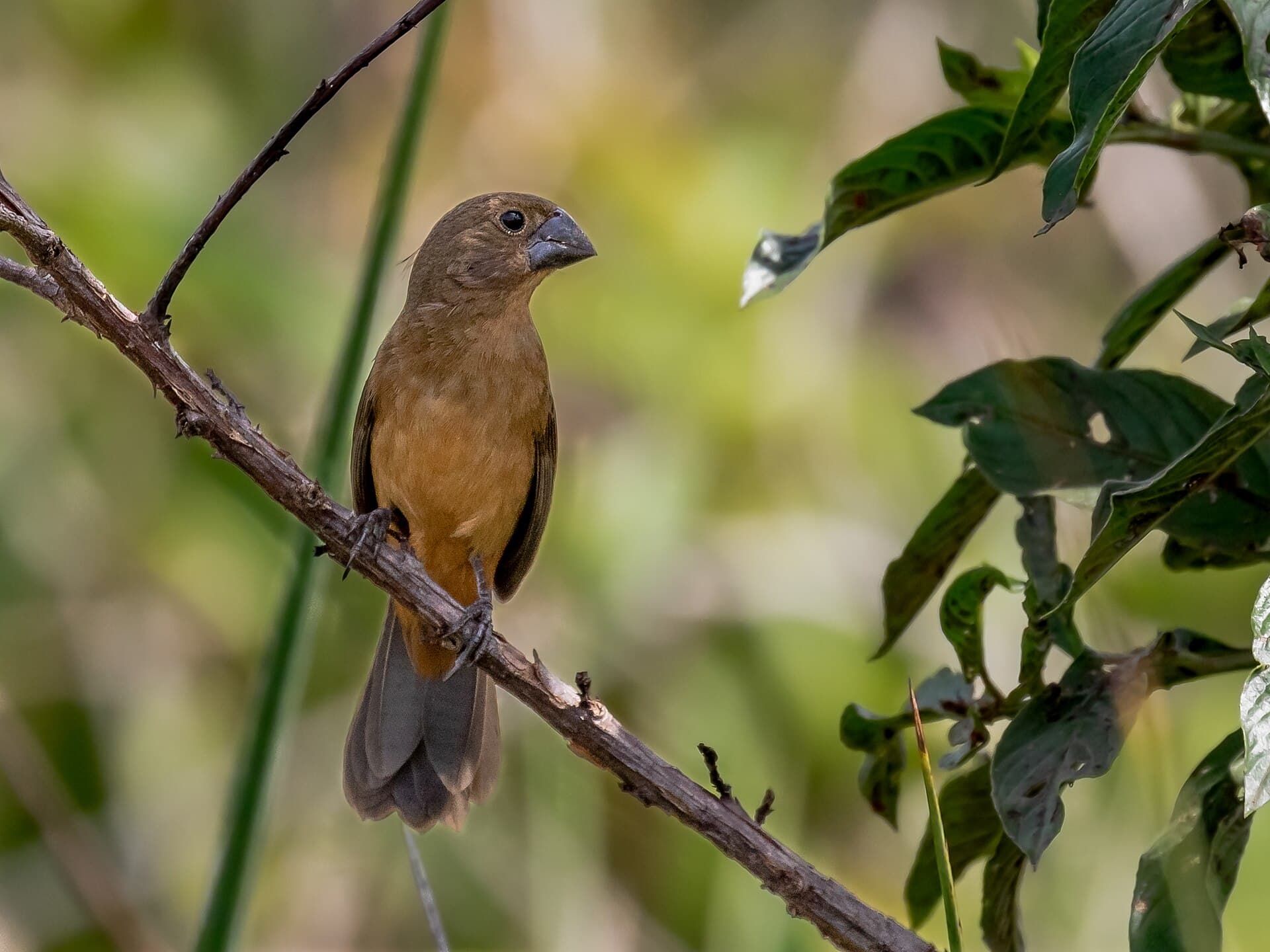 Curió (Sporophila angolensis)