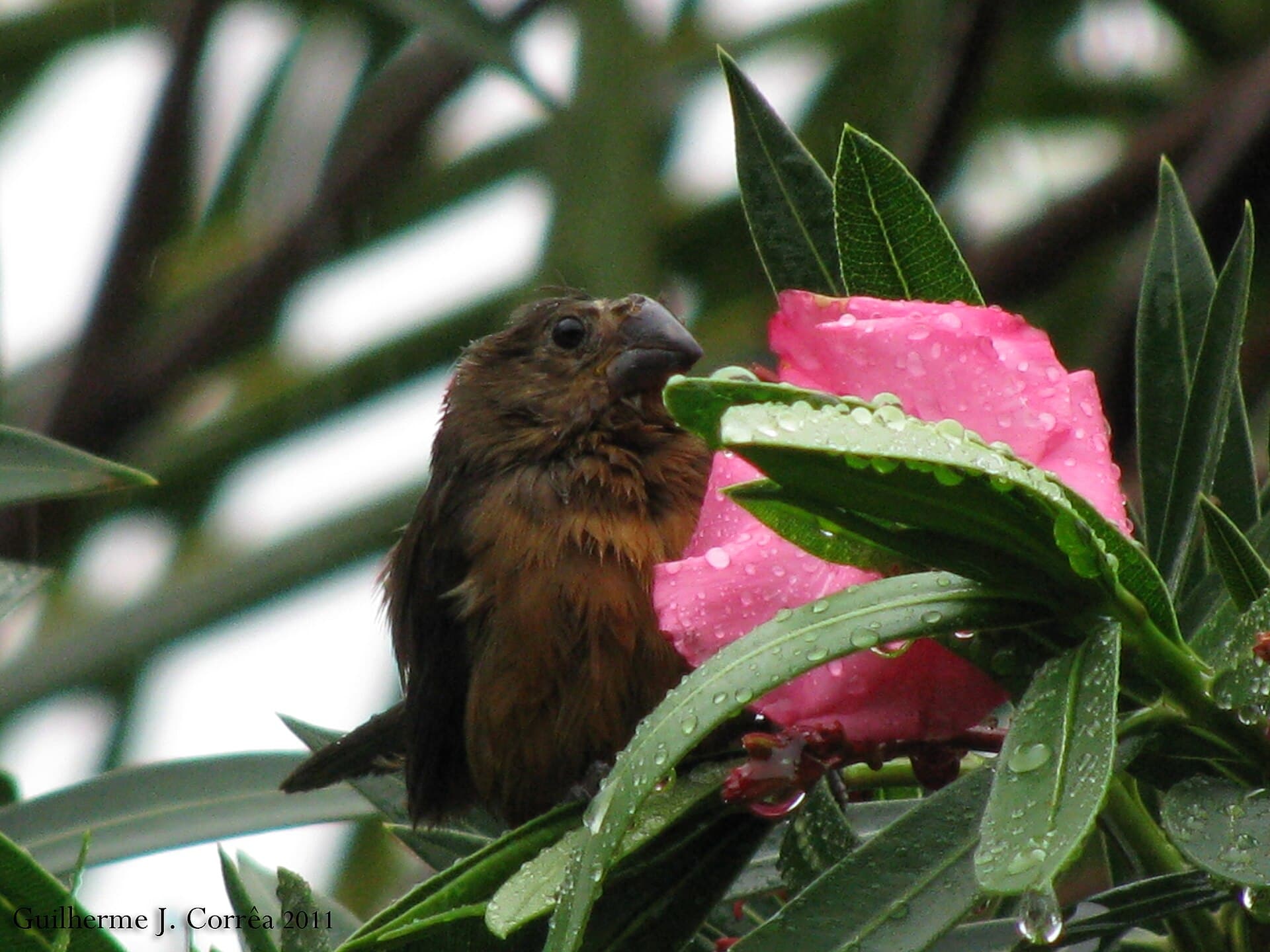 Curió (Sporophila angolensis) — foto 2