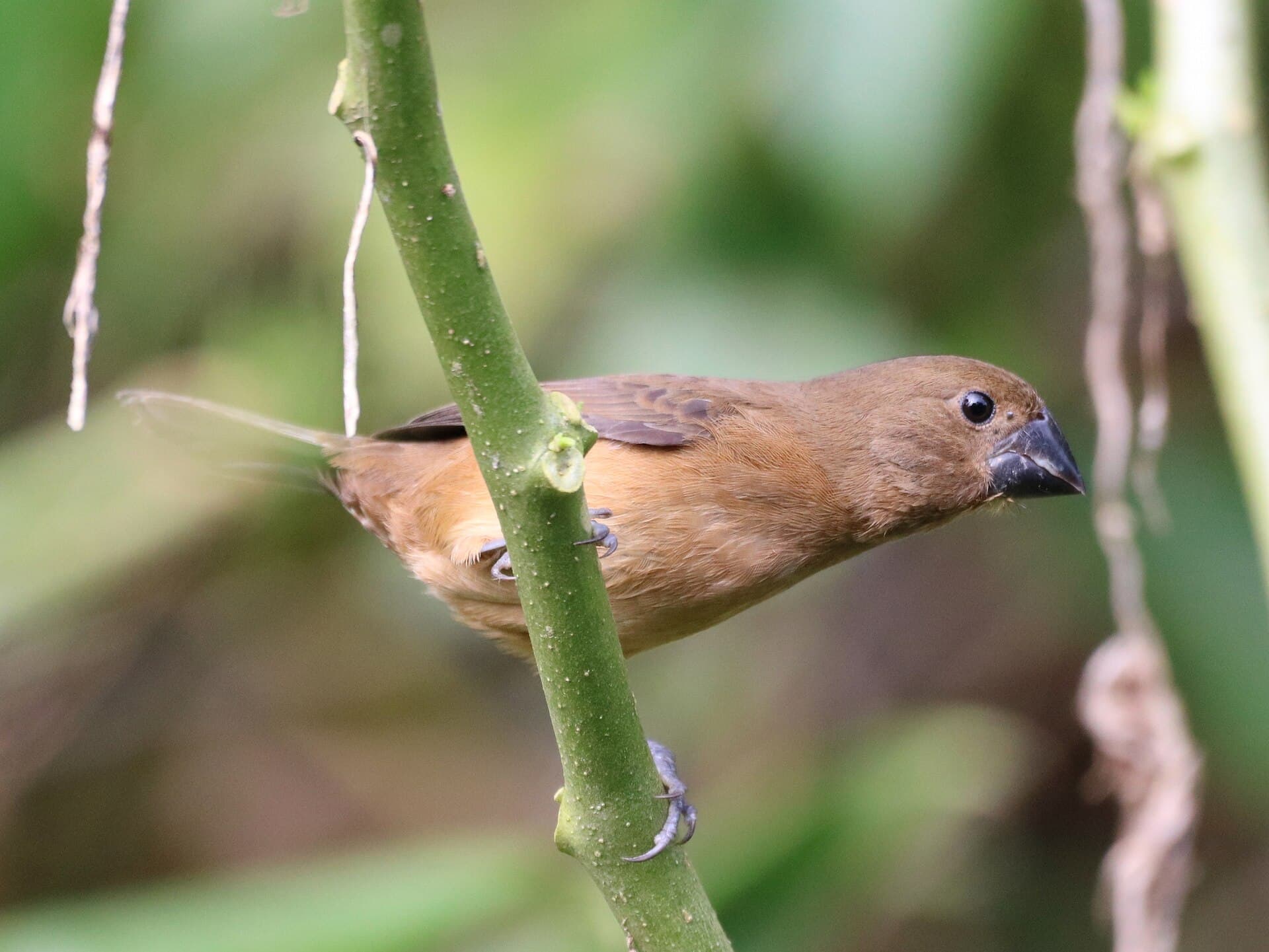 Curió (Sporophila angolensis) — foto 3
