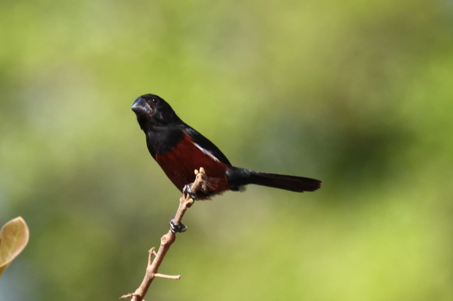 Curió (Sporophila angolensis) — foto 4
