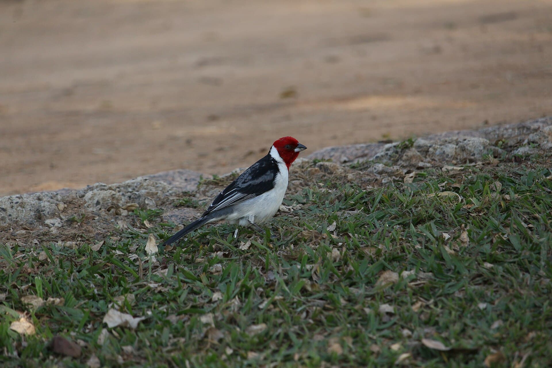 Galo-de-campina (Paroaria dominicana)