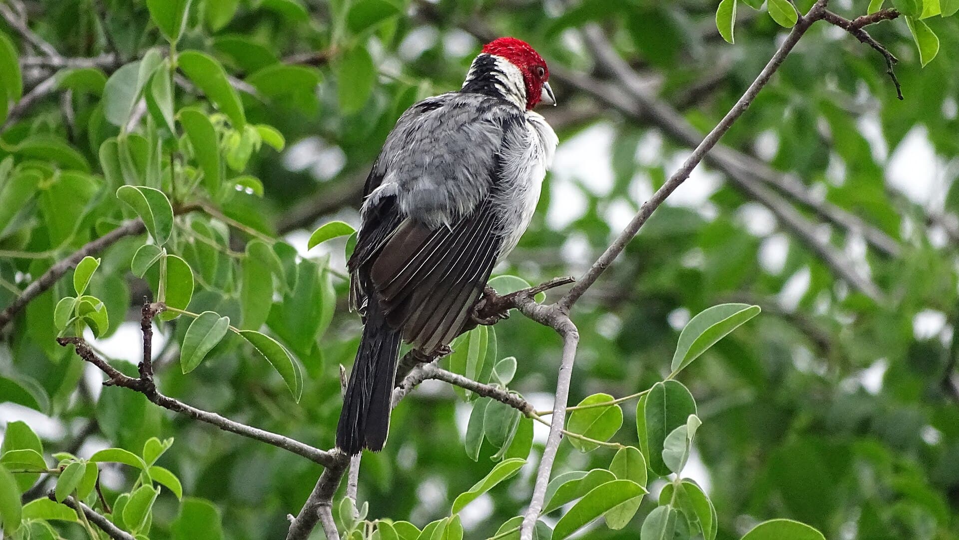 Galo-de-campina (Paroaria dominicana) — foto 2