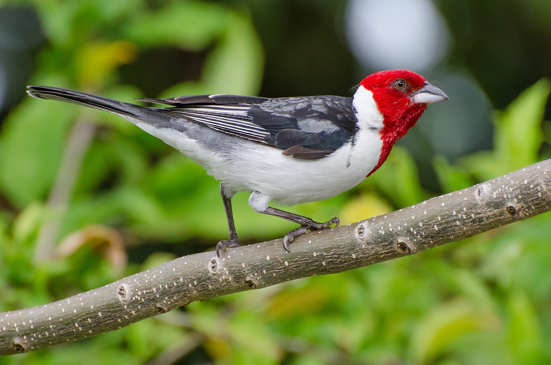 Galo-de-campina (Paroaria dominicana) — foto 3