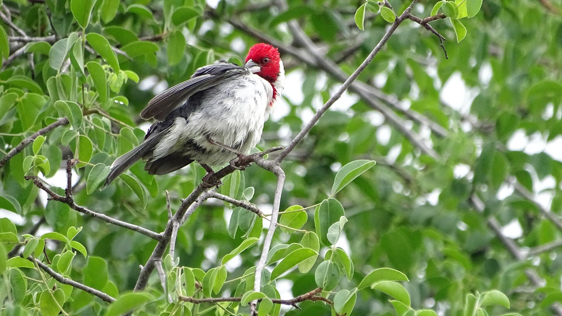 Galo-de-campina (Paroaria dominicana) — foto 4