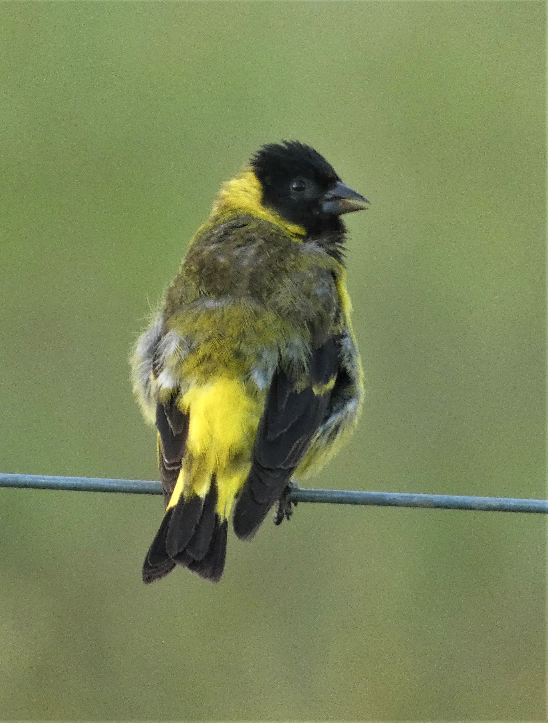 Pintassilgo (Spinus magellanicus)