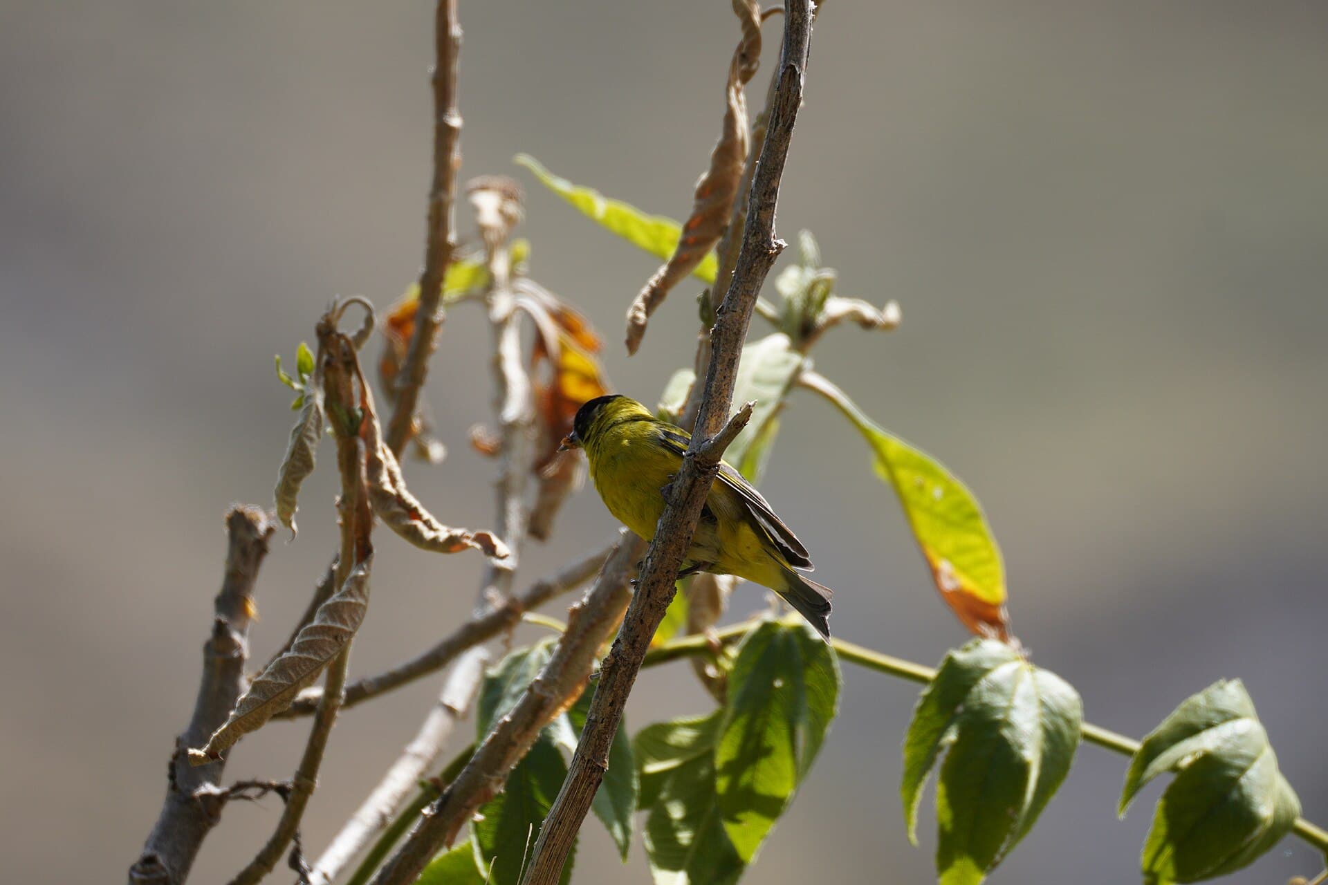 Pintassilgo (Spinus magellanicus) — foto 2