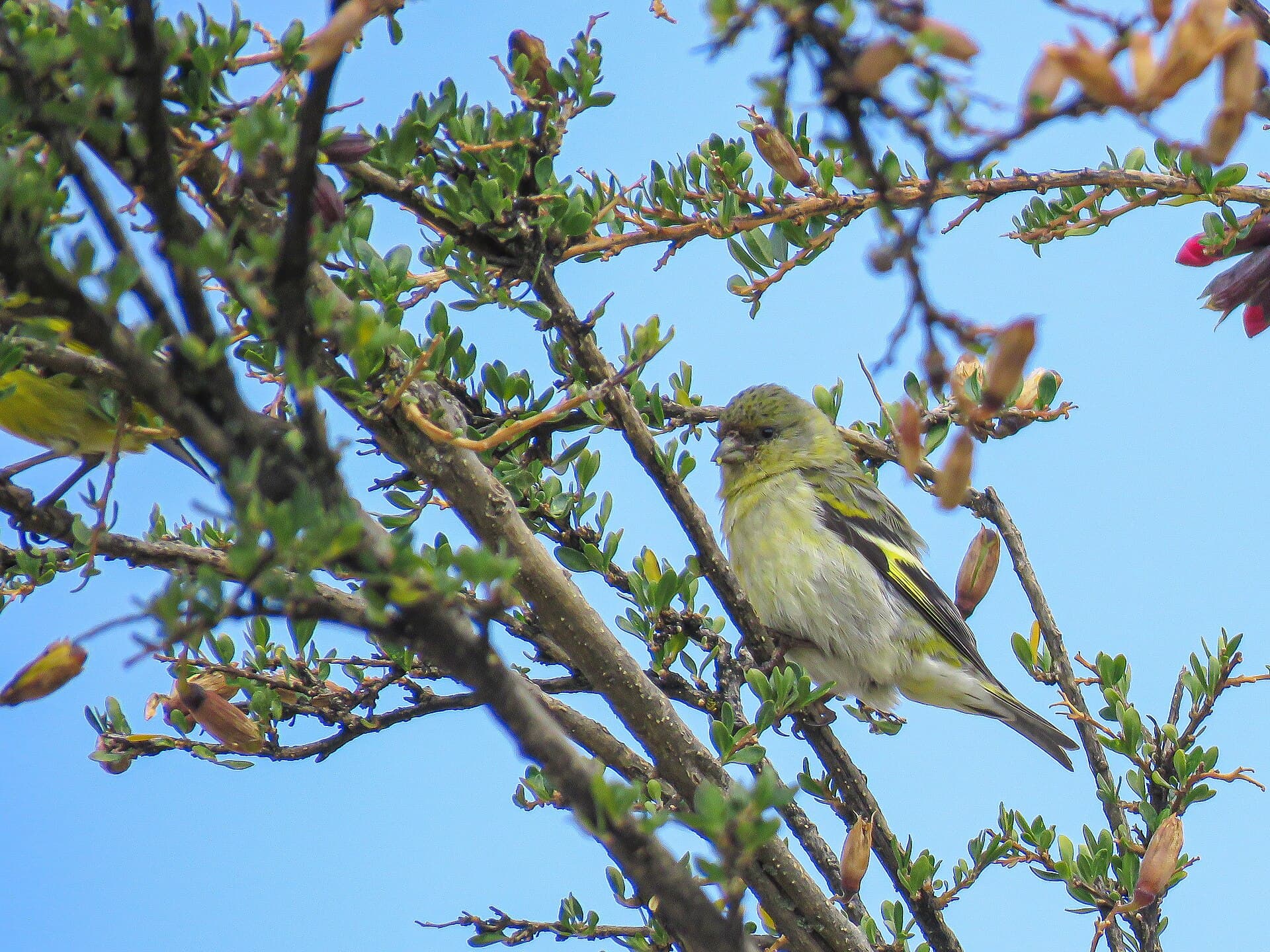 Pintassilgo (Spinus magellanicus) — foto 4