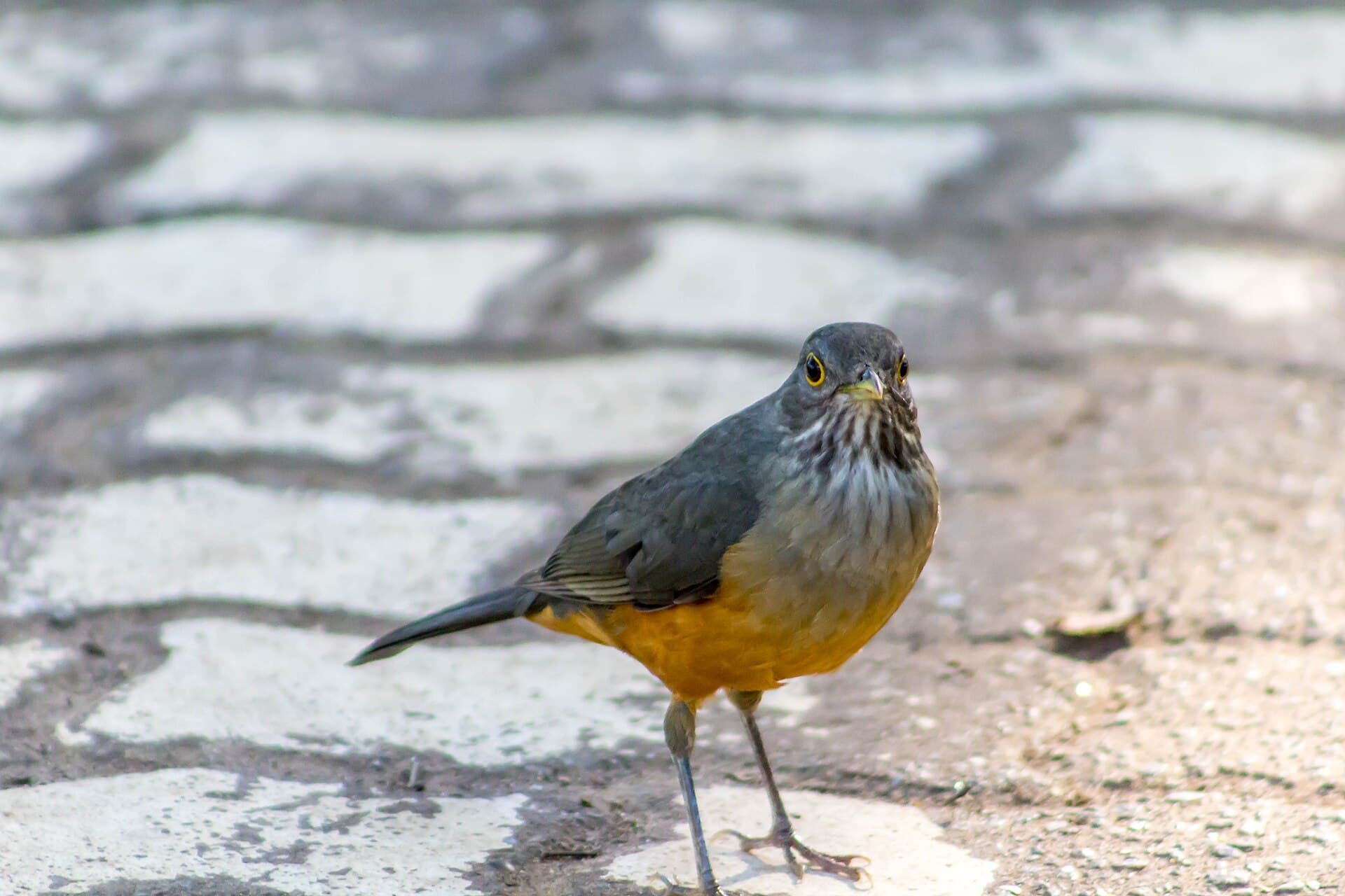 Sabiá-laranjeira (Turdus rufiventris)