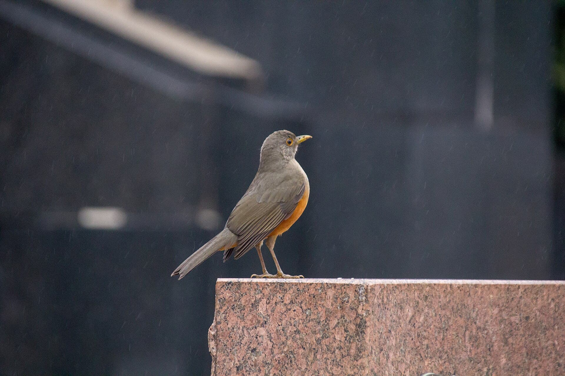 Sabiá-laranjeira (Turdus rufiventris) — foto 2