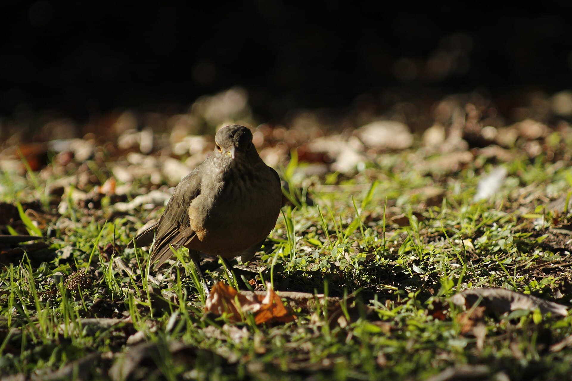 Sabiá-laranjeira (Turdus rufiventris) — foto 3