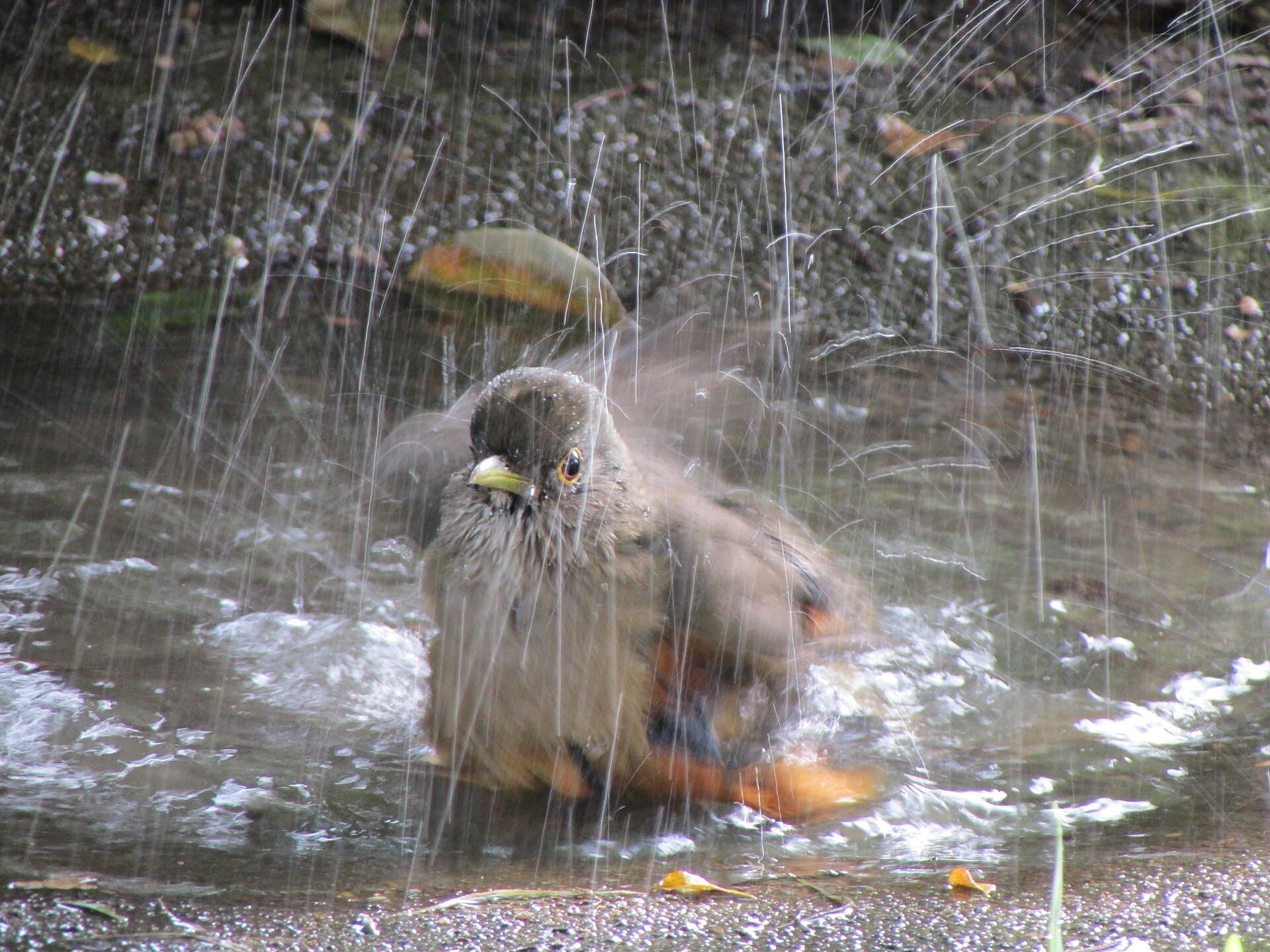 Sabiá-laranjeira (Turdus rufiventris) — foto 4