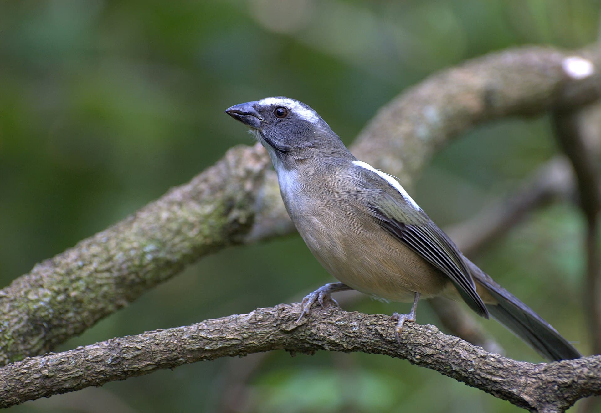Trinca-ferro (Saltator similis)