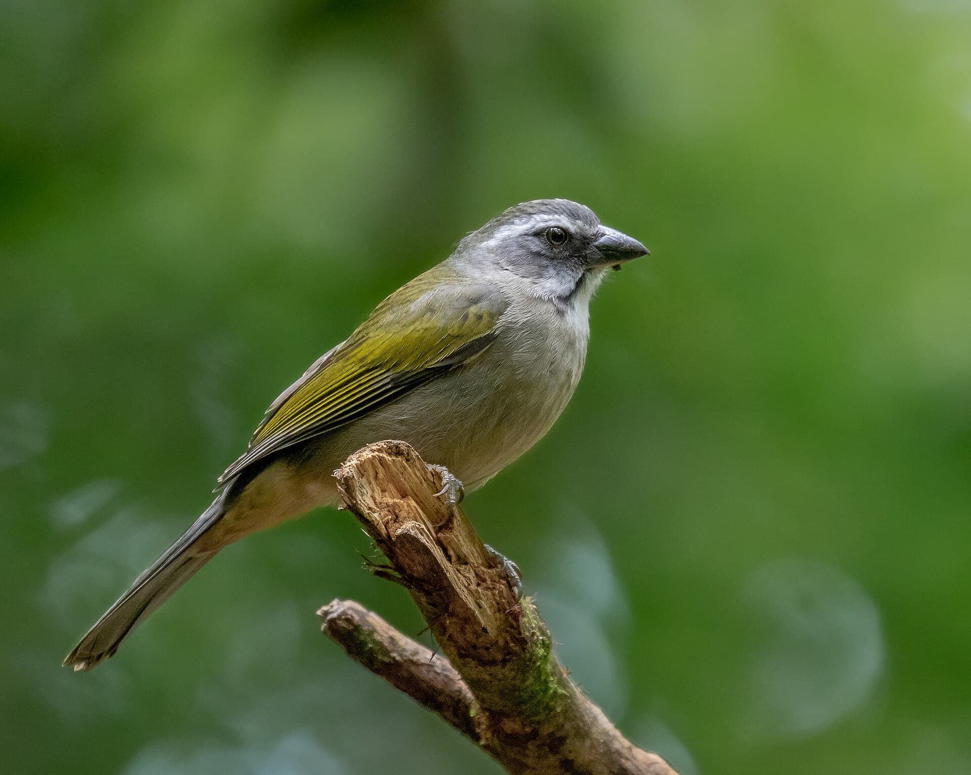 Trinca-ferro (Saltator similis) — foto 2