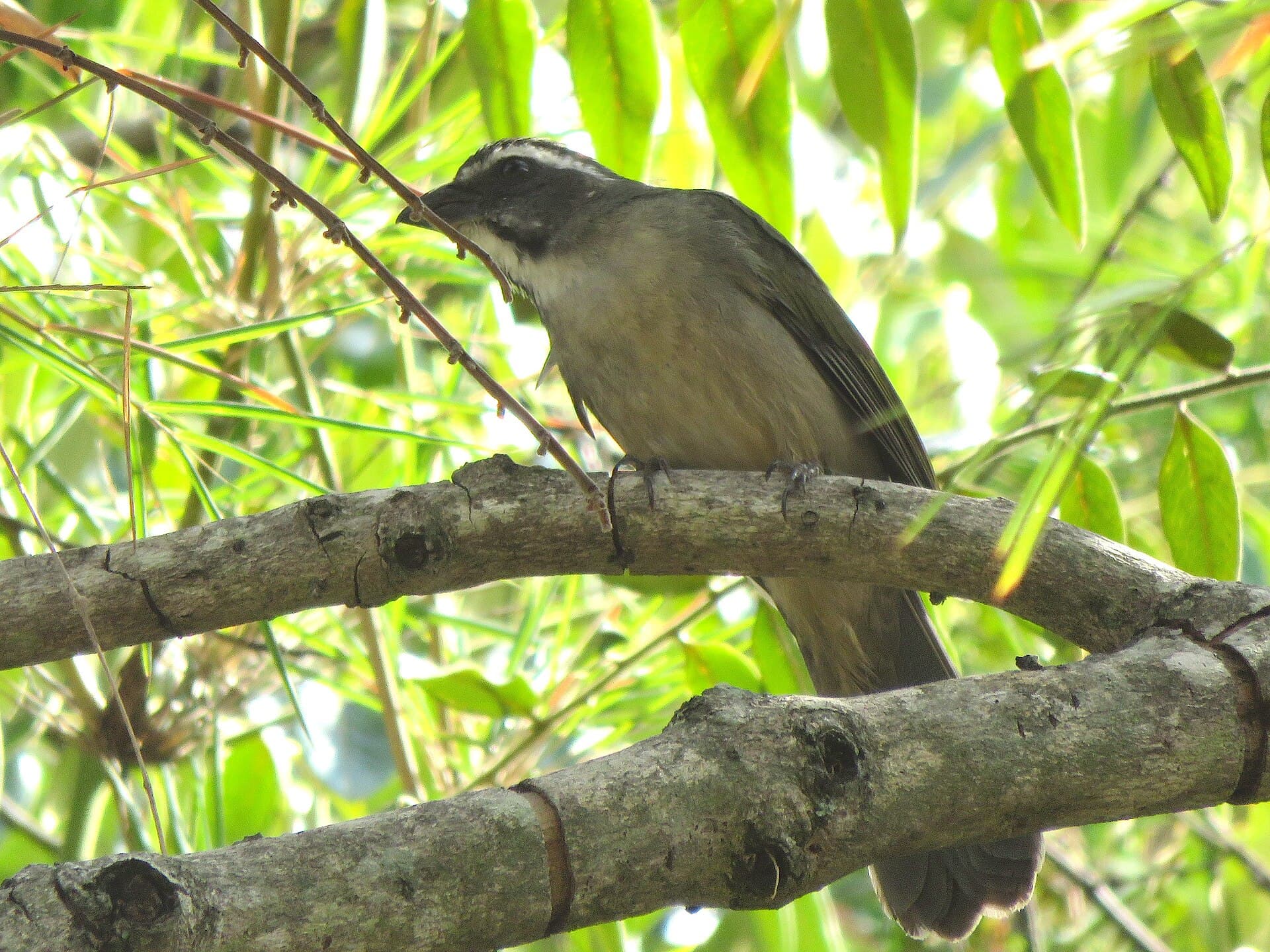 Trinca-ferro (Saltator similis) — foto 3