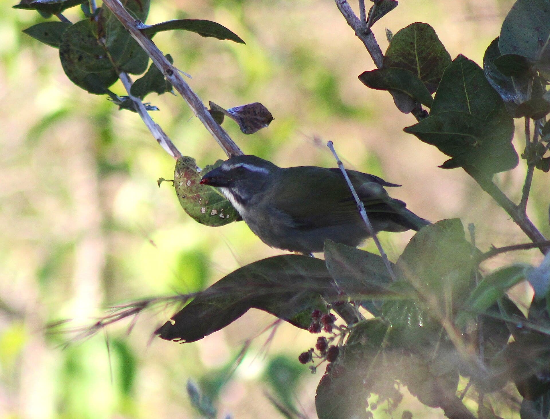 Trinca-ferro (Saltator similis) — foto 4