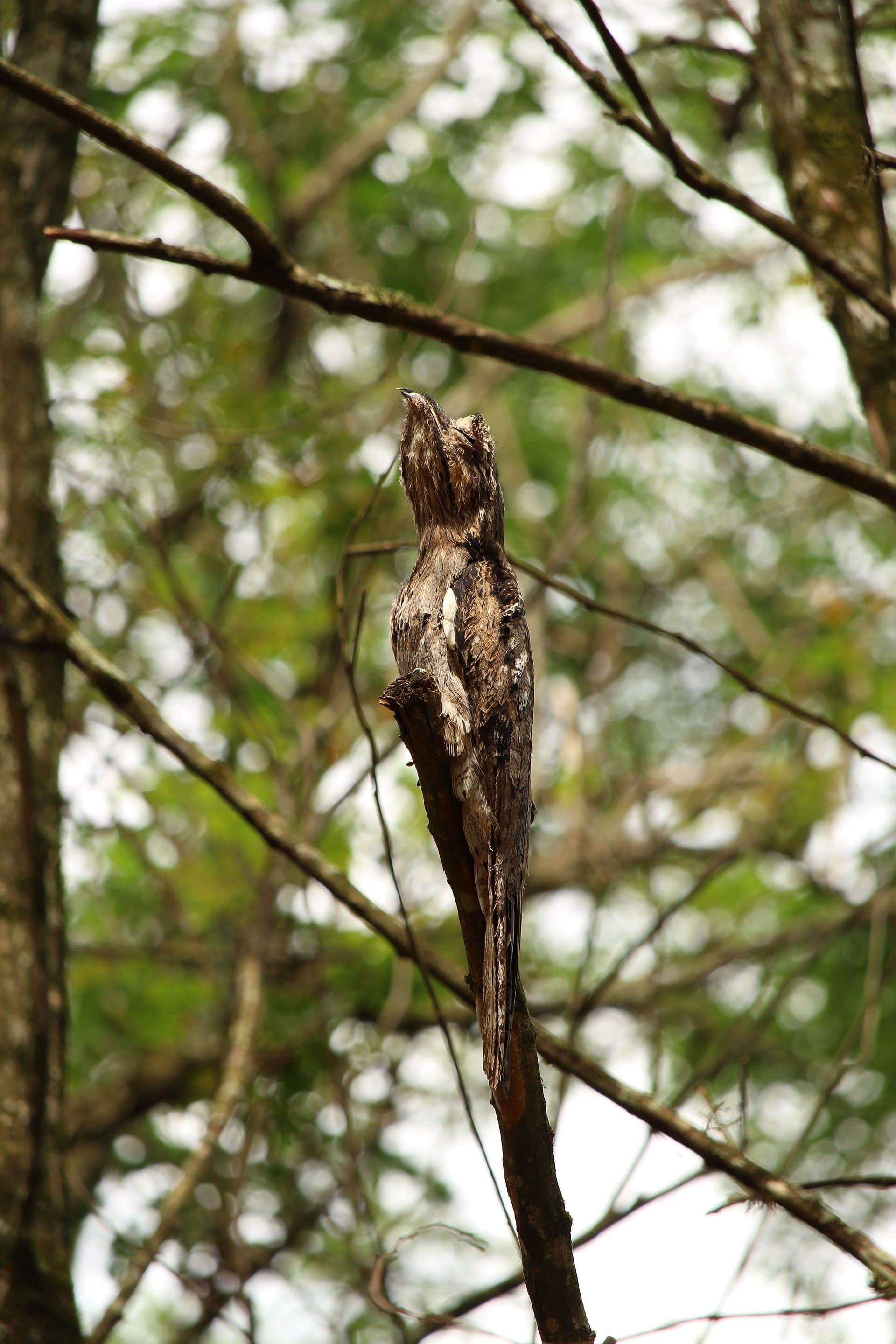 Urutau (Nyctibius griseus)