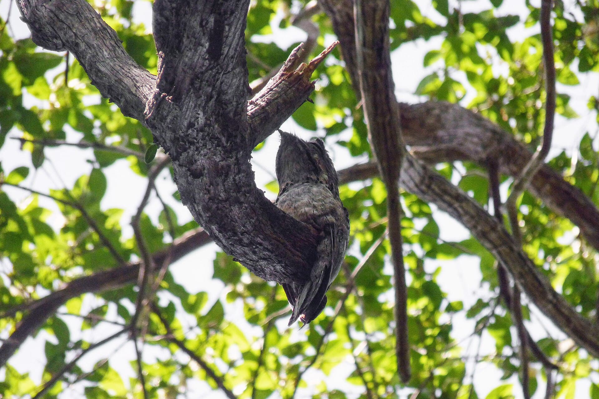 Urutau (Nyctibius griseus) — foto 2