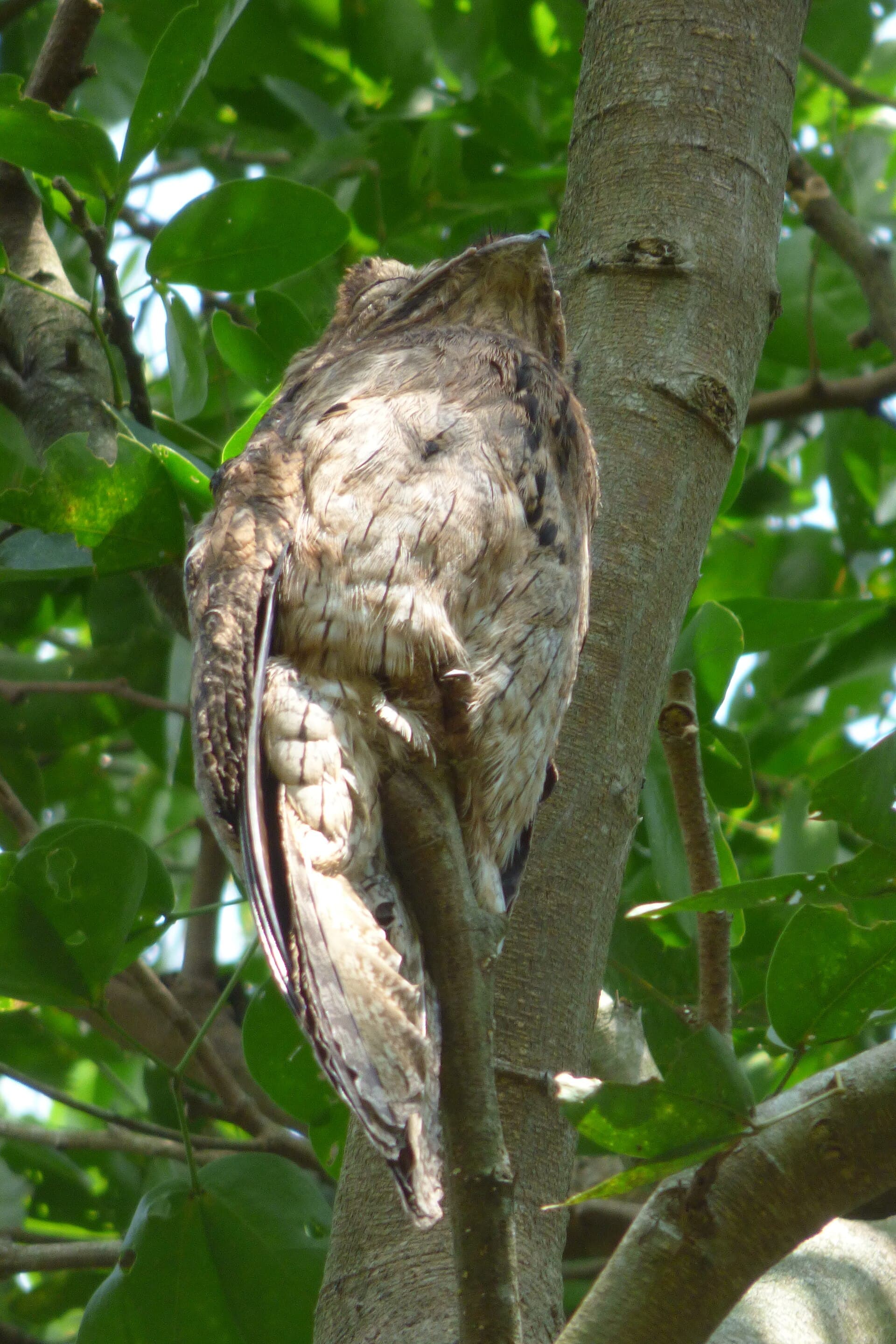 Urutau (Nyctibius griseus) — foto 3