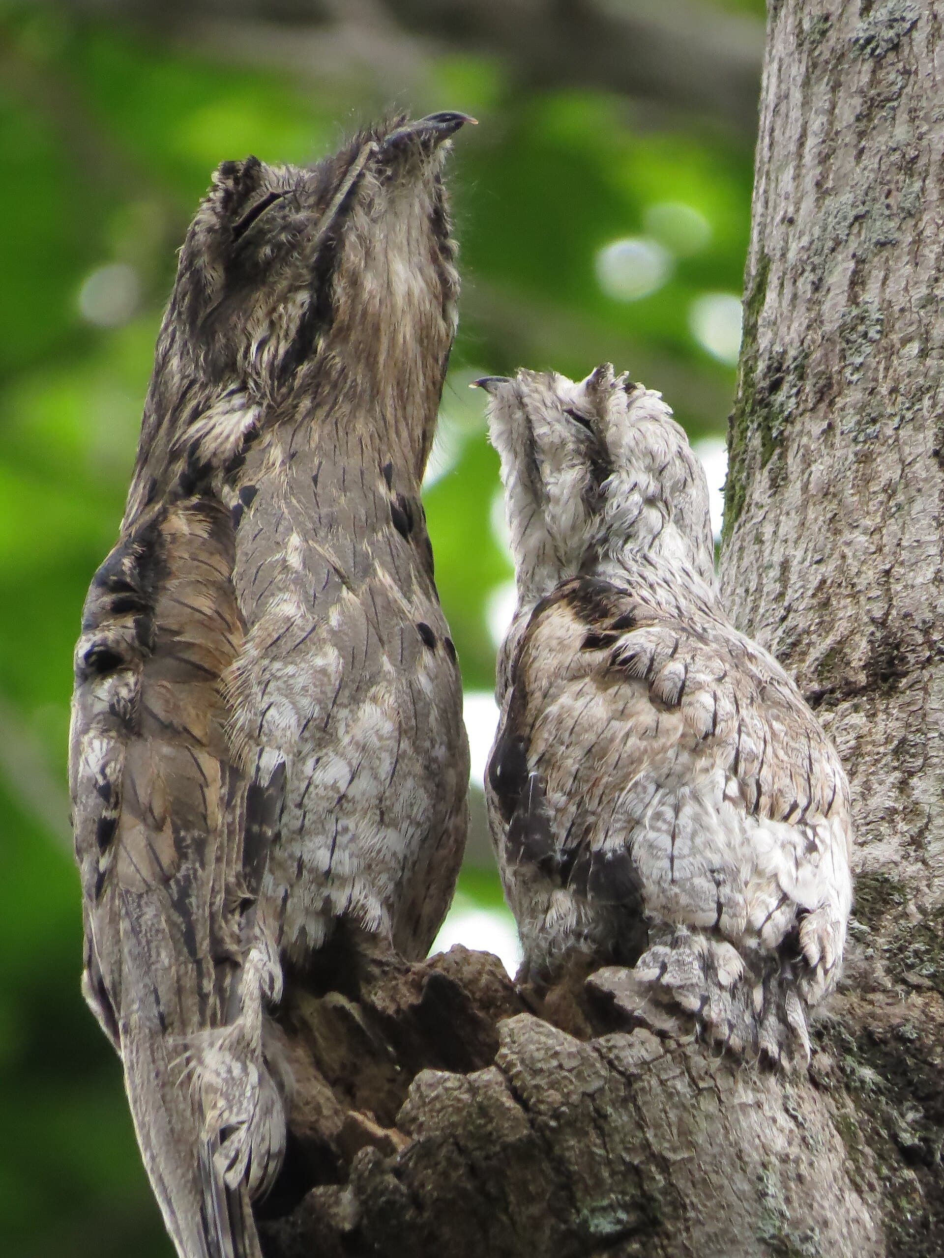 Urutau (Nyctibius griseus) — foto 4
